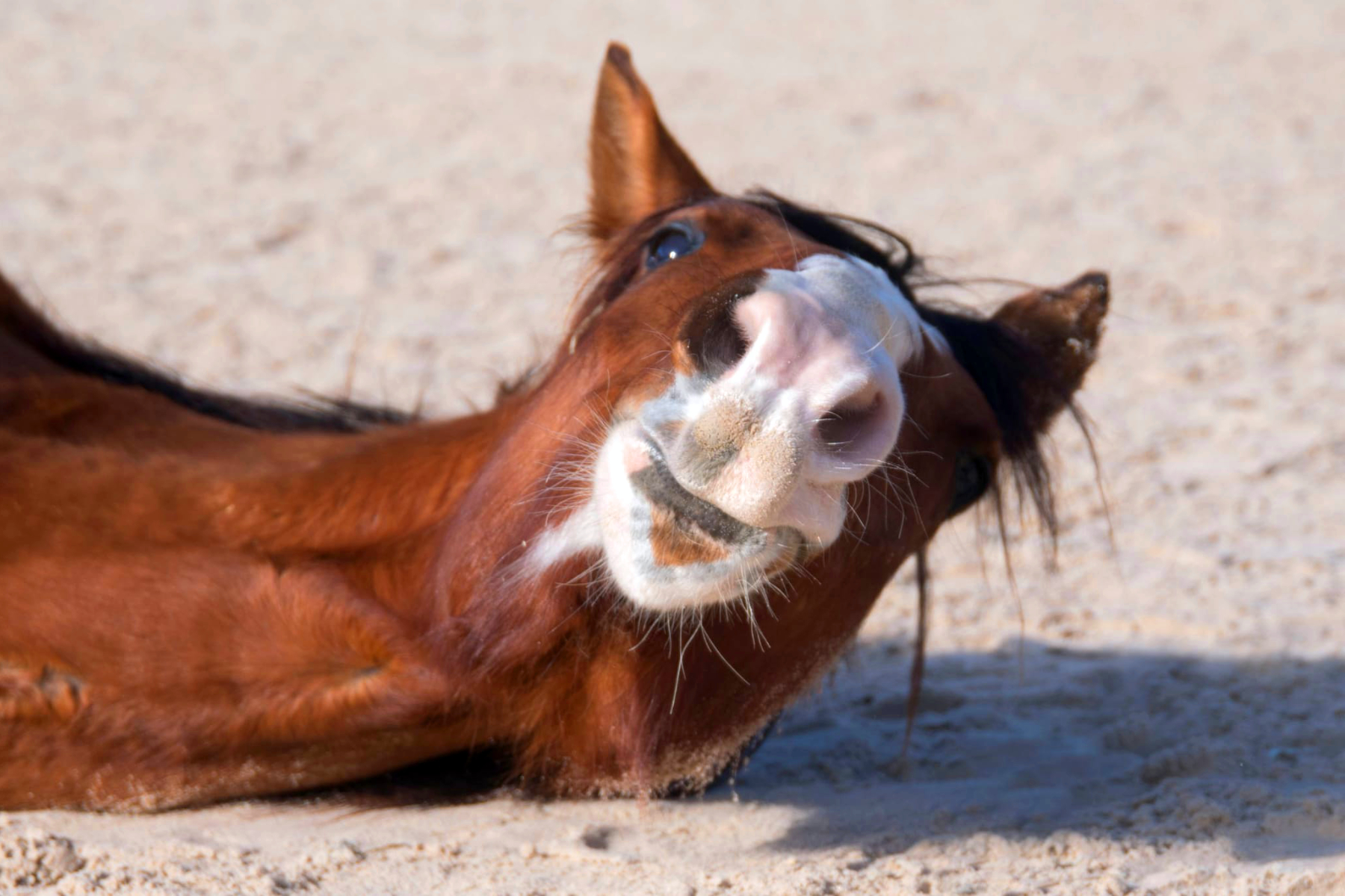 Aktivstall Bieri Maximus