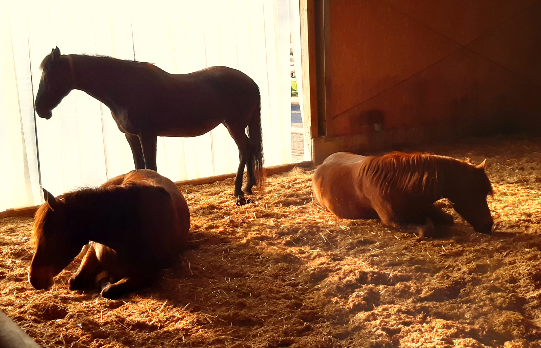 Aktivstall Bieri Ruhebereiche