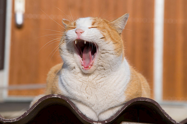 Thor Hofkatze Aktivstall Bieri