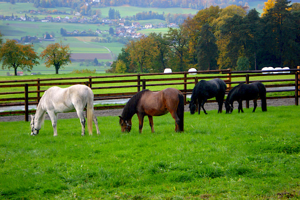 Aktivstall Weide